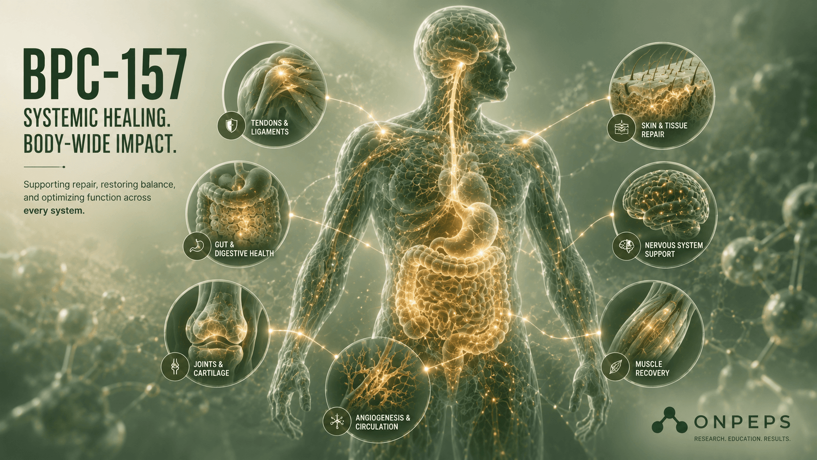 BPC-157 and the brain gut axis by onpeps.com